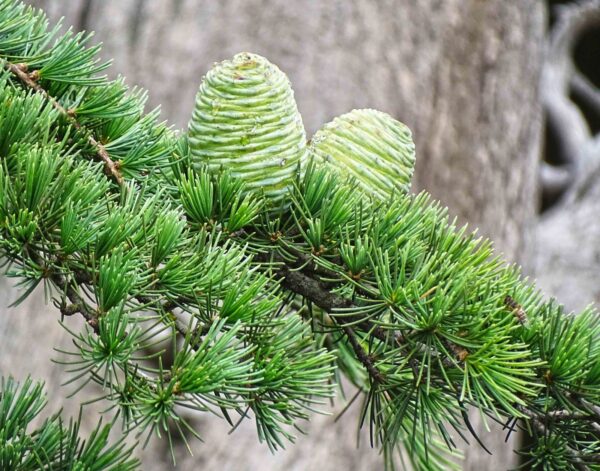 Cedarwood Atlas (Cedrus atlantica)