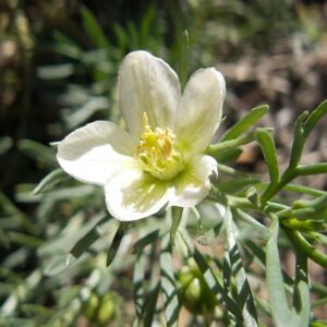Syrian Rue Seed Extract (Peganum harmala) alkaloids 0.6%