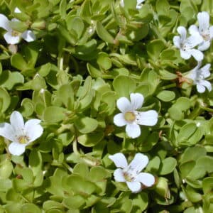 Water Hyssop Extract (Bacopa monnieri) - Bacosides 50%