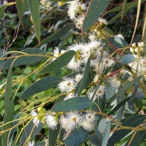 Eucalyptus - Blue Mallee (Eucalyptus polybractea)