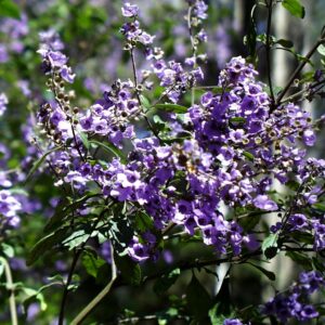 Bush Balm Mint (Prostanthera melissifolia)