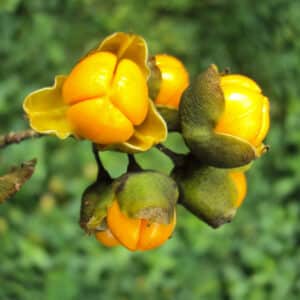 Intellect Tree Seed Extract 20:1 (Celastrus Paniculatus)