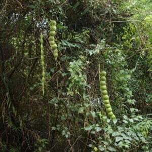 African Dream Bean Extract 20:1 (Entada Rheedii)