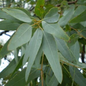 Lemon Ironbark (Eucalyptus staigeriana)