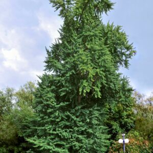 Ginkgo Extract 20:1 (Ginkgo biloba)