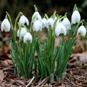Snowdrop Bulb Extract 20:1 (Galanthus nivalis)
