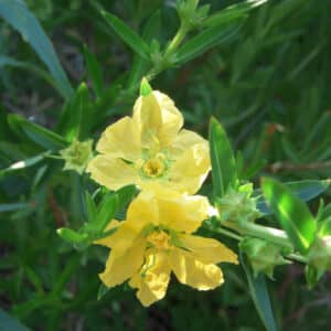 Sinicuichi - Sun Opener Extract 20:1 (Heimia salicifolia)