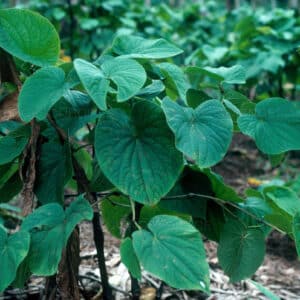 Kava Root Extract 100:1 (Piper methysticum)