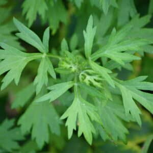 Mugwort Extract 20:1 (Artemisia vulgaris)