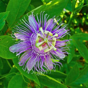 Passionflower Liquid Extract (Passiflora incarnata) (Water Soluble)