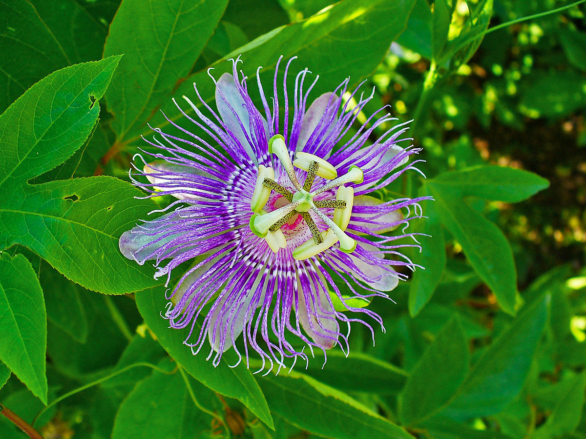 passionflower extract (passiflora incarnata) – gaba 99% – druid