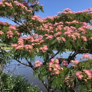 Mimosa Bark Extract 20:1 (Albizia julibrissin)