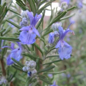 Rosemary Liquid Extract (Rosmarinus officinalis) (Water Soluble)