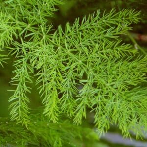Wild Asparagus Root Extract 20:1 (Asparagus Racemosus)