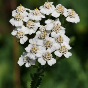 Yarrow Extract 20:1 (Achillea millefolium)