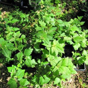 Mexican Dream Herb Extract 20:1 (Calea zacatechichi)