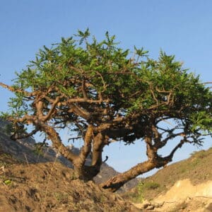 Boswellia (Frankincense) Extract (Boswellia serrata) - Boswellic Acid 60%