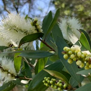 Nerolina (Melaleuca quinquinerva)