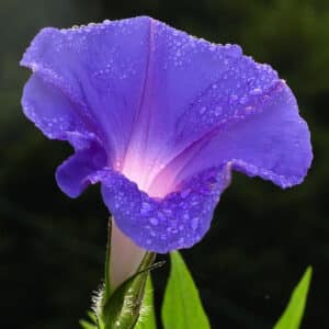 Morning Glory Seeds Extract 20:1 (Ipomoea corymbosa)
