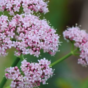 Valerian Root Liquid Extract (Valeriana edulus) (Water Soluble)