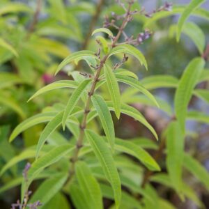 Vervain Liquid Extract (Verbena officinalis) (Water Soluble)