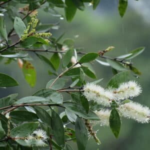 Cajeput (Melaleuca cajuputi)