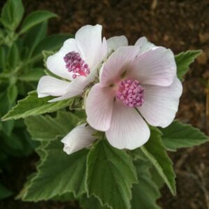 Marshmallow Root Extract 20:1 (Althaea officinalis)