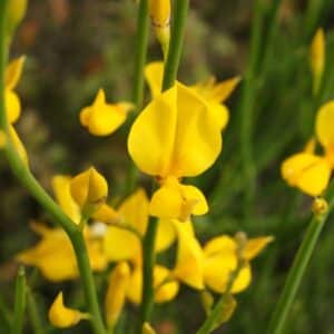 Broom/Genet Absolute (Spartium junceum)