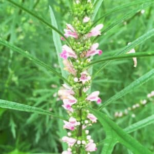 Siberian Motherwort Extract 20:1 (Leonurus Sibiricus)