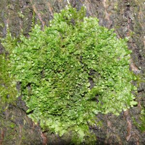Liverwort Extract 100:1 (Radula perrottetii)