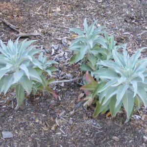 White Sage Extract 20:1 (Salvia apiana)
