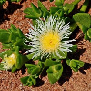 Kanna Extract (Sceletium tortuosum) - Mesembrine 2%