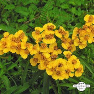 Mexican Tarragon Extract 20:1 (Tagetes lucida)