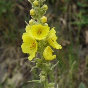 Mullein Extract 20:1 (Verbascum thapsus)