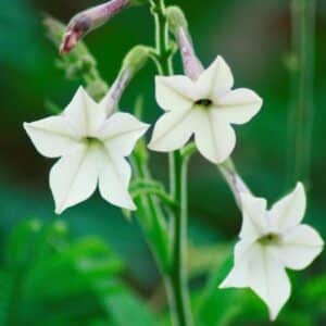 White Tobacco Flower Absolute (Nicotiana affinis)