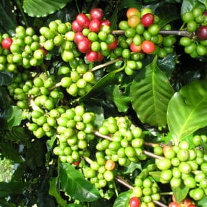 Griffonia Simplicifolia Extract – 5-HTP 98%