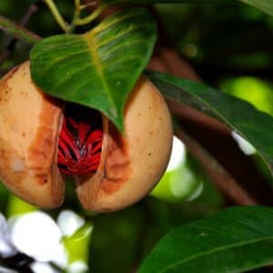 Nutmeg Extract (Myristica fragrans ) 20:1