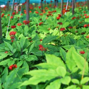 Korean Ginseng Extract (Panax ginseng) - Panaxoside 80%