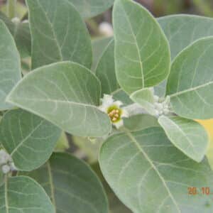 Ashwaganda Root Extract (Withania Somnifera) - Withanolides 5%