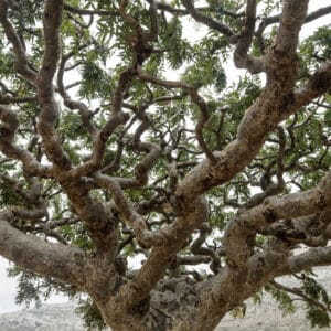 Sacred Frankincense (Boswellia sacra) Premium Oil from Oman