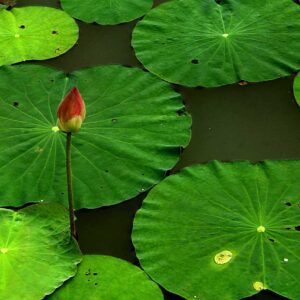 Lotus Leaf Extract (Nelumbo nucifera) 20:1
