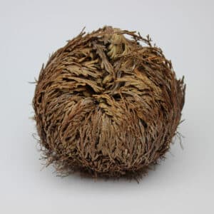 Rose of Jericho (Selaginella lepidophylla) 5-7cm
