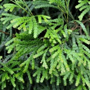 Siam Wood (Fokienia hodginsii)