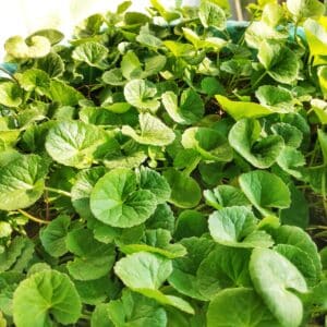 Gotu Kola Liquid Extract (Centella asiatica) (Water Soluble)