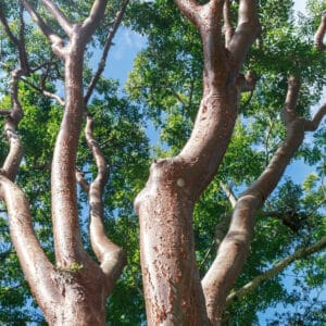 Palo Santo (Bursera graveolens)