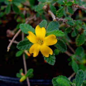 Damiana Liquid Extract (Turnera diffusa) (Water Soluble)