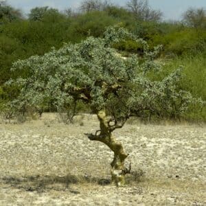 Myrrh Extract 20:1 (Commiphora myrrha)