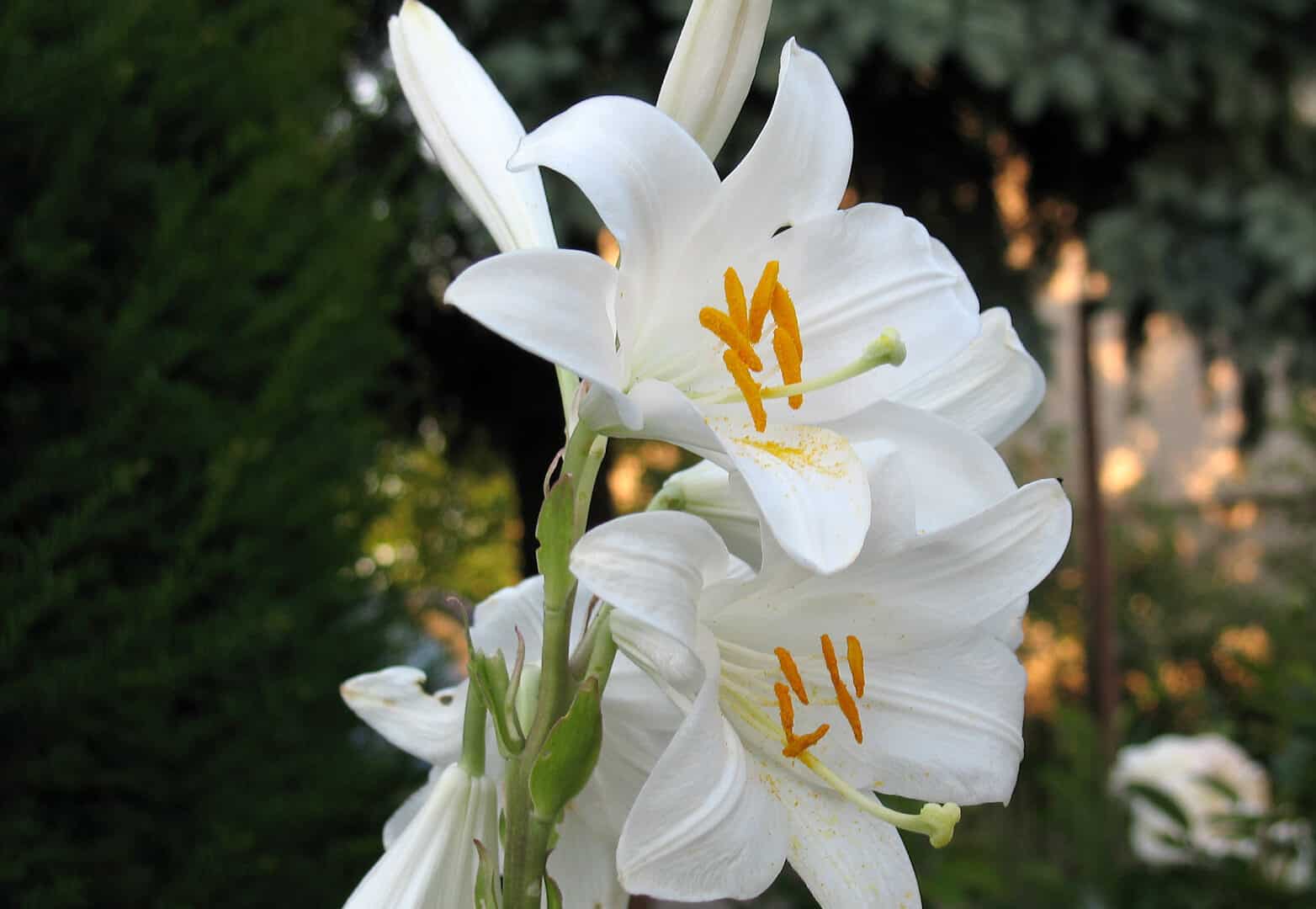 Сорта белых лилий. Лилия Кандидум (Lilium candidum). Лилия белоснежная Кандидум. Лилия Уайт пиксель. Лилия шоу ап.