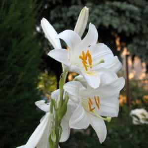 White Lily Absolute (Lilium candidum)