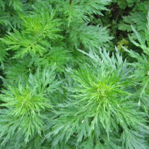 Davana (Artemisia pallens)